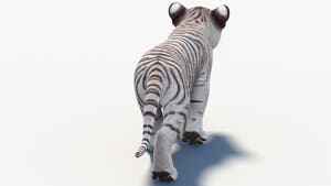 Rigged White Tiger Cub 3D Model - Game-Ready Thumbnail