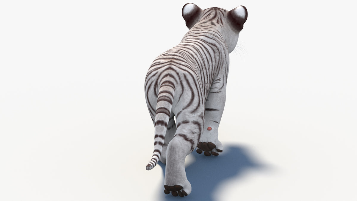 Rigged White Tiger Cub 3D Model - Game-Ready