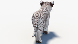 Rigged White Baby Tiger 3D Model Thumbnail