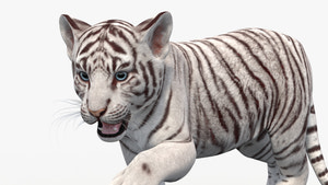 Rigged White Baby Tiger 3D Model Thumbnail