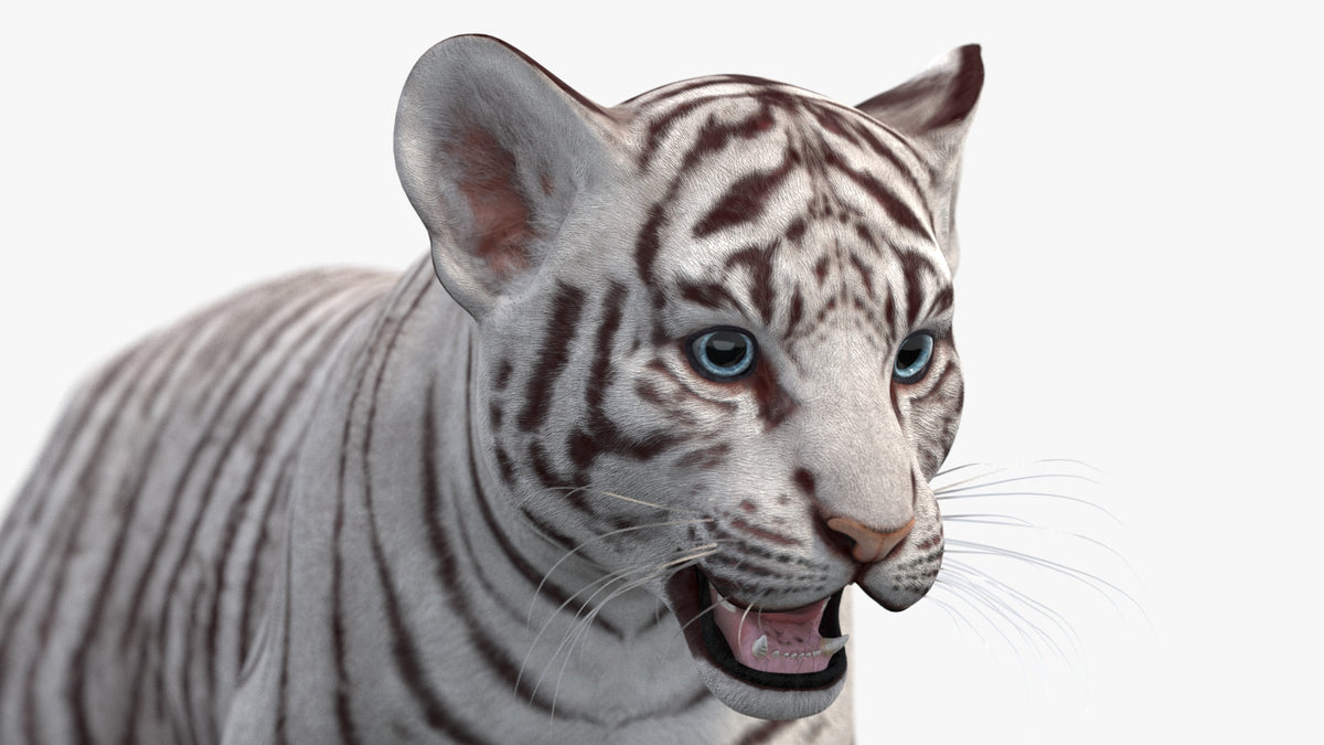 White tiger cub with blue eyes on a white background