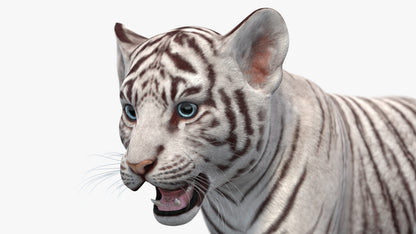 Rigged White Baby Tiger 3D Model