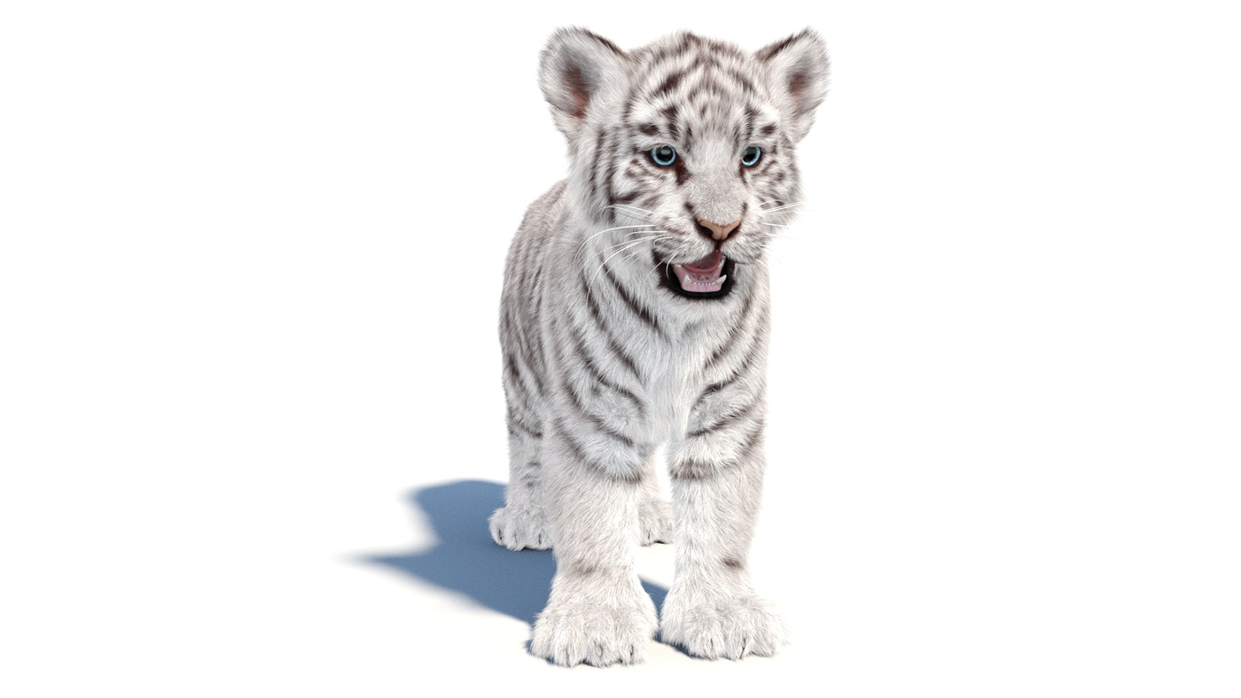 Rigged White Tiger Cub 3D Model Fur - 360 Degree View
