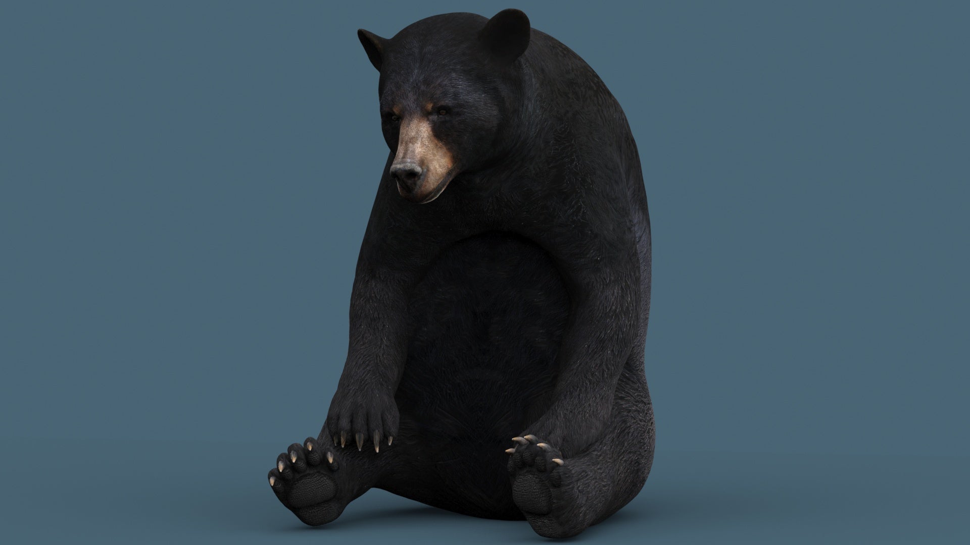 Black Bear 3D Model Rigged for Download