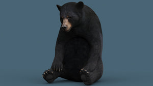 Black Bear 3D Model Rigged for Download Thumbnail