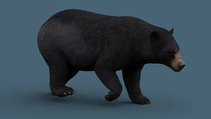 Rigged black bear 3d model for download Thumbnail