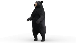 Rigged Black Bear 3D Model for Download - Standing Pose on back legs Thumbnail