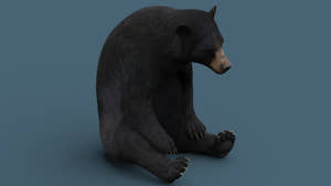 Rigged Black Bear 3D Model for Download - Sitting Pose Thumbnail