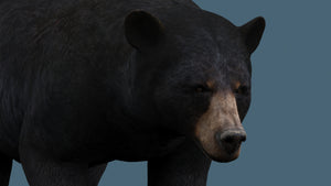 Rigged Black Bear 3D Model for Download - Close Up View Thumbnail