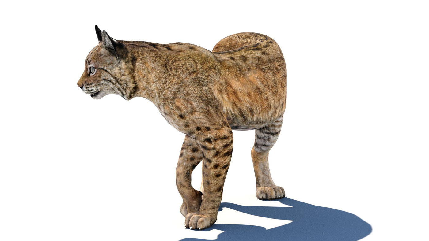 Bobcat Animated 3D Model - 360 Degree View