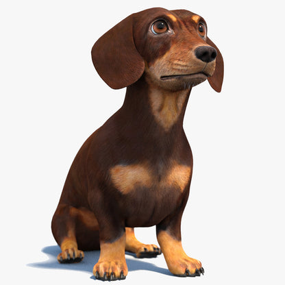 Rigged Dachshund Dog 3D Model