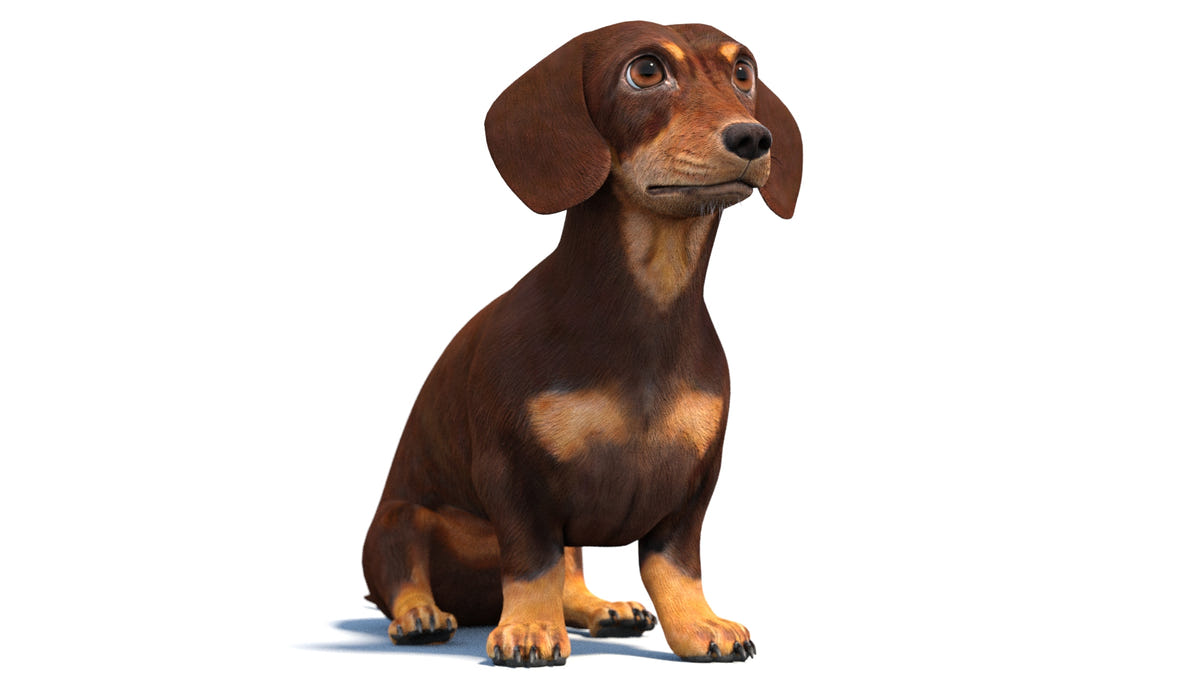 Rigged Dachshund Dog 3D Model Brown Color