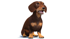 Rigged Dachshund Dog 3D Model Thumbnail