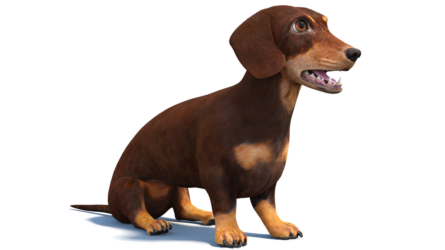 Rigged Dachshund Dog 3D Model