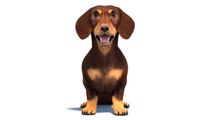 Rigged Dachshund Dog 3D Model for Download Thumbnail