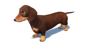Rigged Dachshund Dog 3D Model Thumbnail