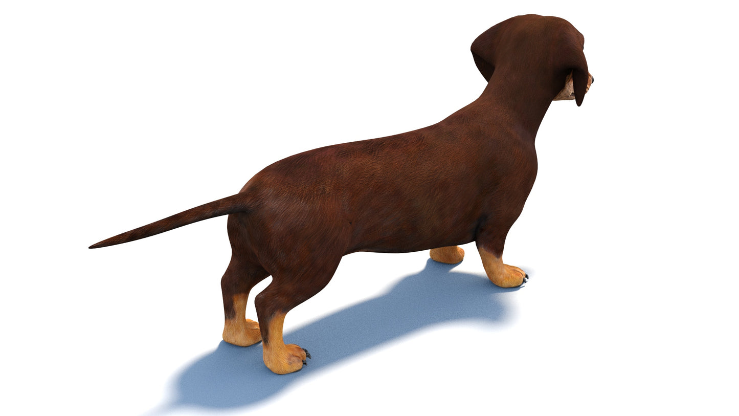 Rigged Dachshund Dog 3D Model