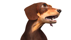 Rigged Dachshund Dog 3D Model Head Close Up View Thumbnail