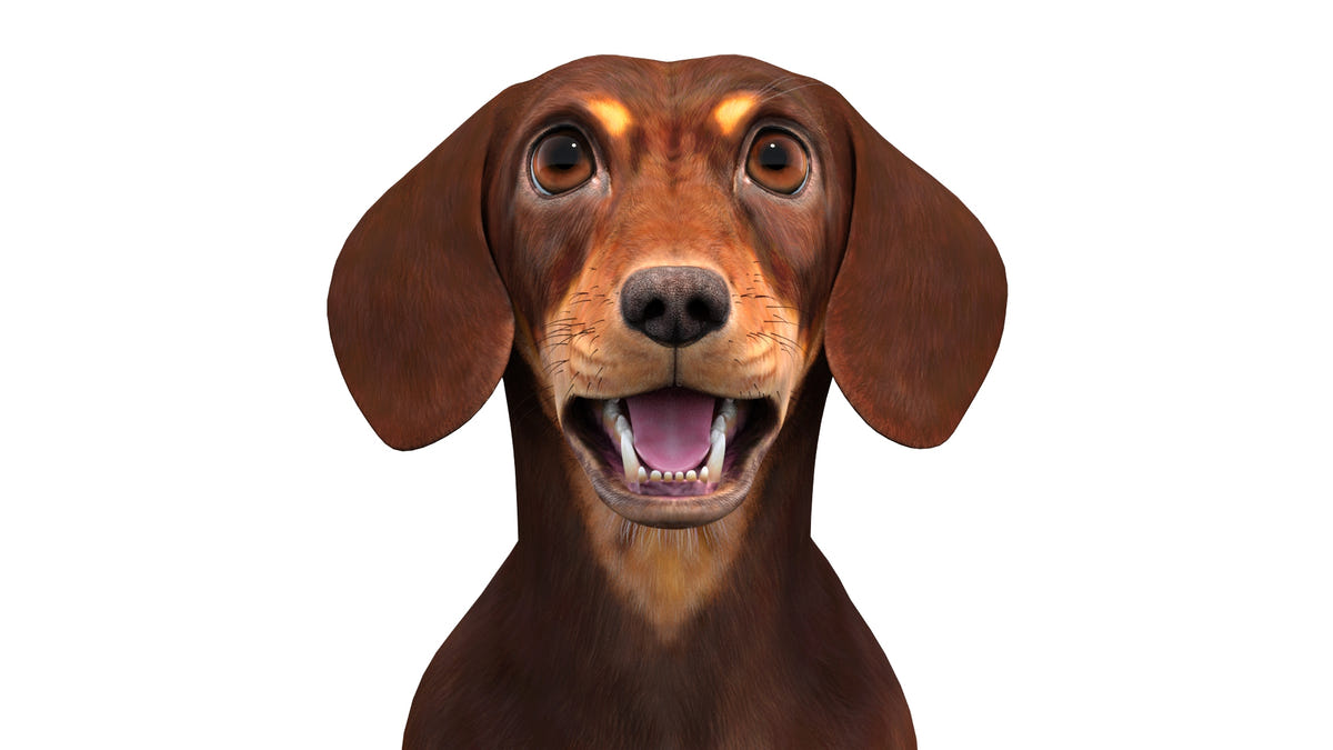 Rigged Dachshund Dog 3D Model Head Close Up View