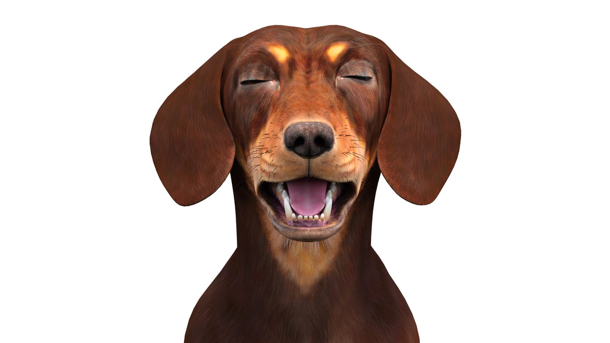 Rigged Dachshund Dog 3D Model Head Close Up View