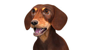 Rigged Dachshund Dog 3D Model Head Close Up View Thumbnail