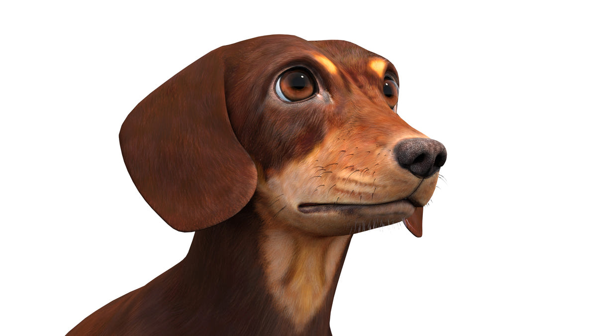 Rigged Dachshund Dog 3D Model Head Close Up View - Mouth Closed