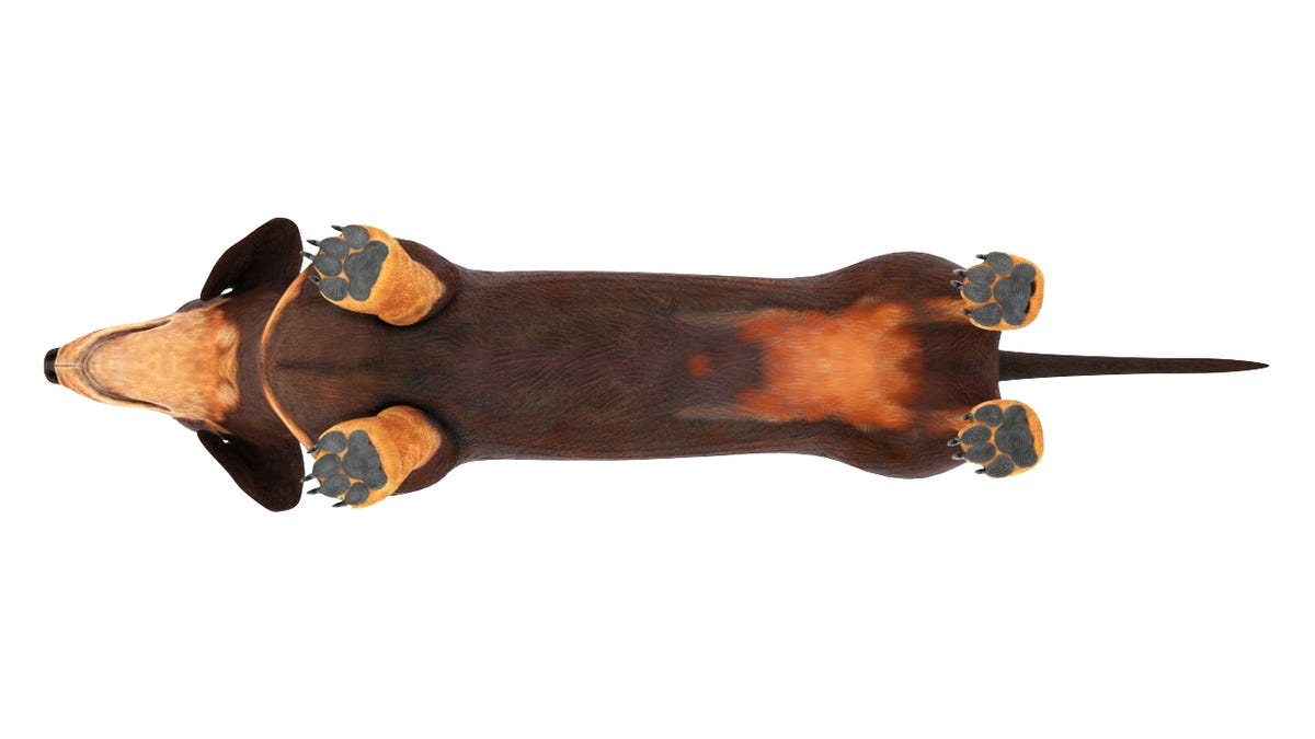 Rigged Dachshund Dog 3D Model Bottom View