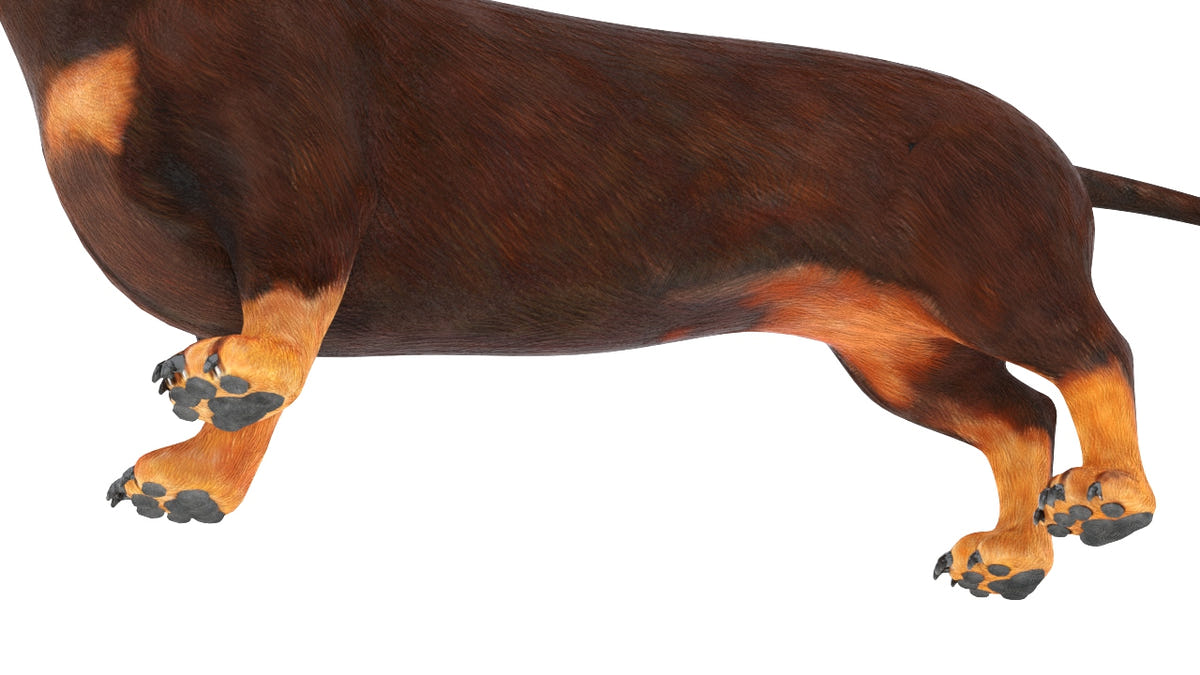 Rigged Dachshund Dog 3D Model Side View