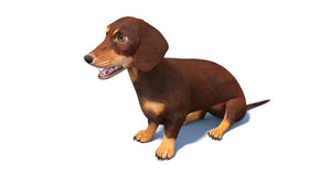 Rigged Dachshund Dog 3D Model Sitting Thumbnail