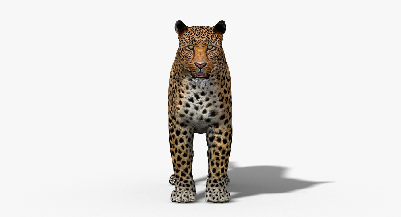 Leopard Rigged 3D Model - 360 Degree View