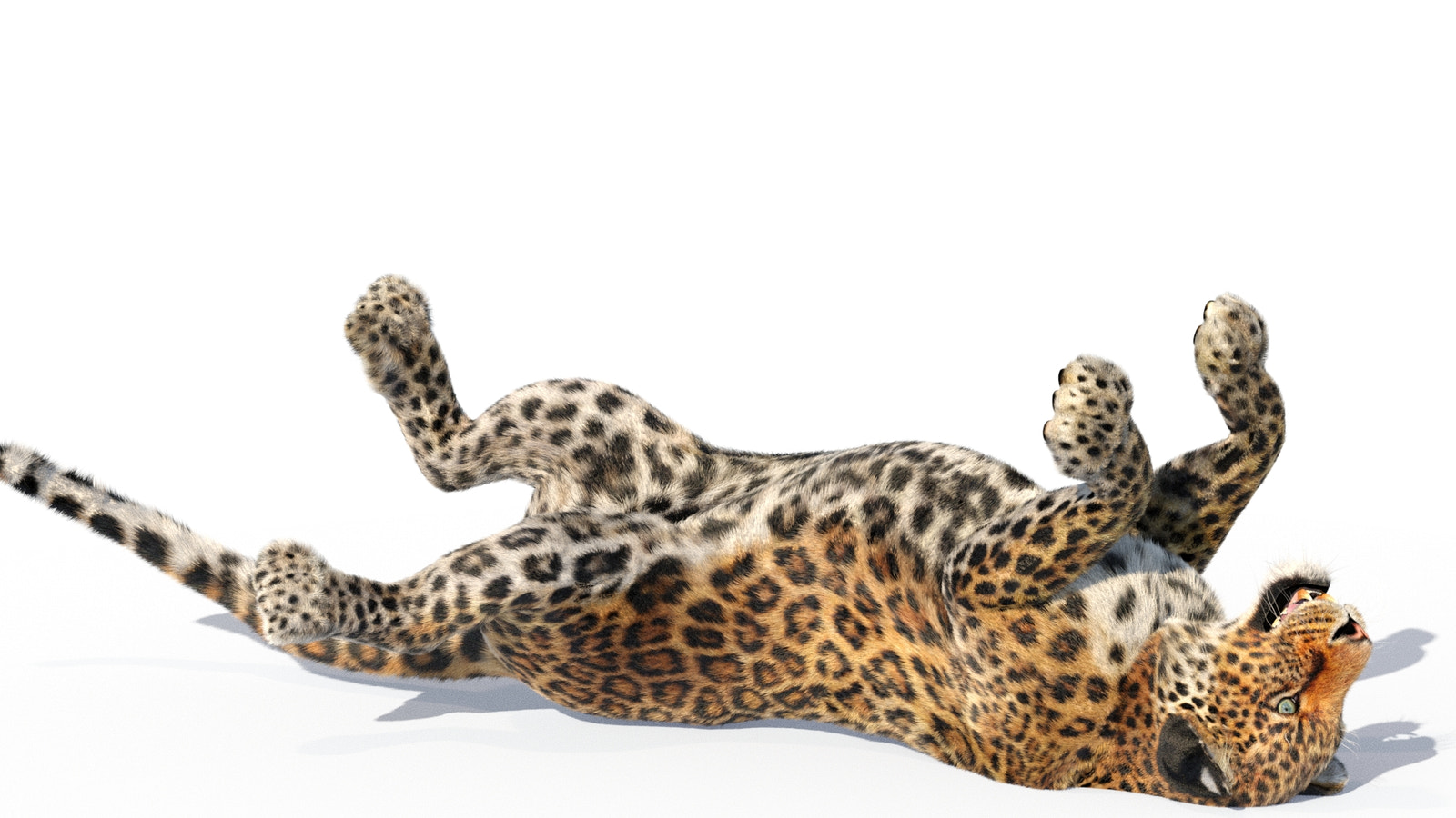 Leopard 3D Model Rigged with Fur