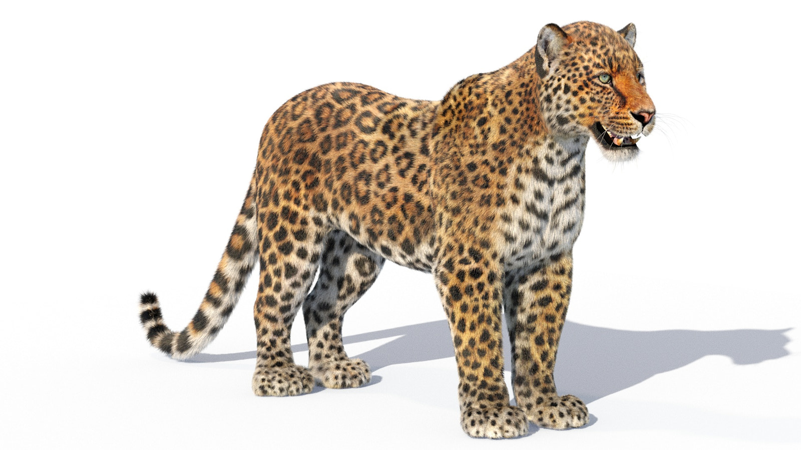 Leopard 3D Model Rigged with Fur