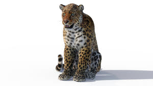 Leopard sitting 3D Model with Fur Thumbnail