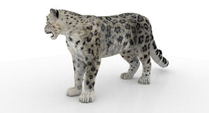 Rigged Snow Leopard 3D Model for Download Thumbnail