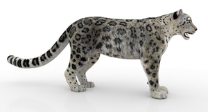 Rigged Snow Leopard 3D Model for Download Thumbnail