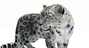 Rigged Snow Leopard 3D Model for Download Thumbnail