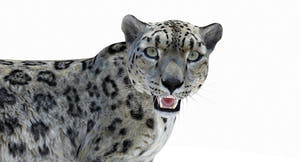 Rigged Snow Leopard 3D Model for Download Thumbnail