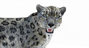 Rigged Snow Leopard 3D Model for Download Thumbnail