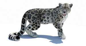 Rigged Snow Leopard 3D Model for Download Thumbnail