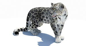 Rigged Snow Leopard 3D Model for Download Thumbnail