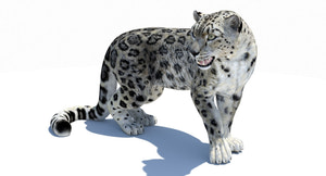 Rigged Snow Leopard 3D Model for Download Thumbnail