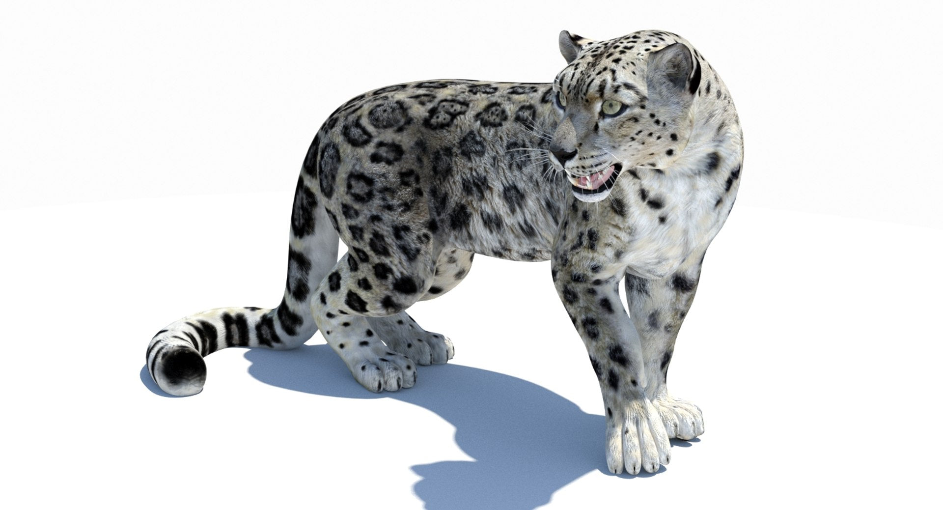 Rigged Snow Leopard 3D Model for Download