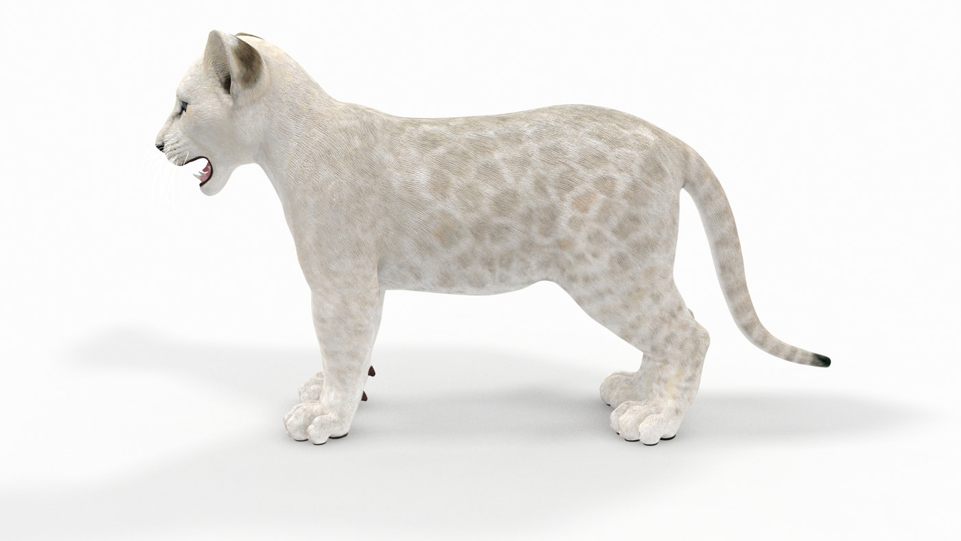 Rigged White Lion Cub 3D Model - 360 Degree View