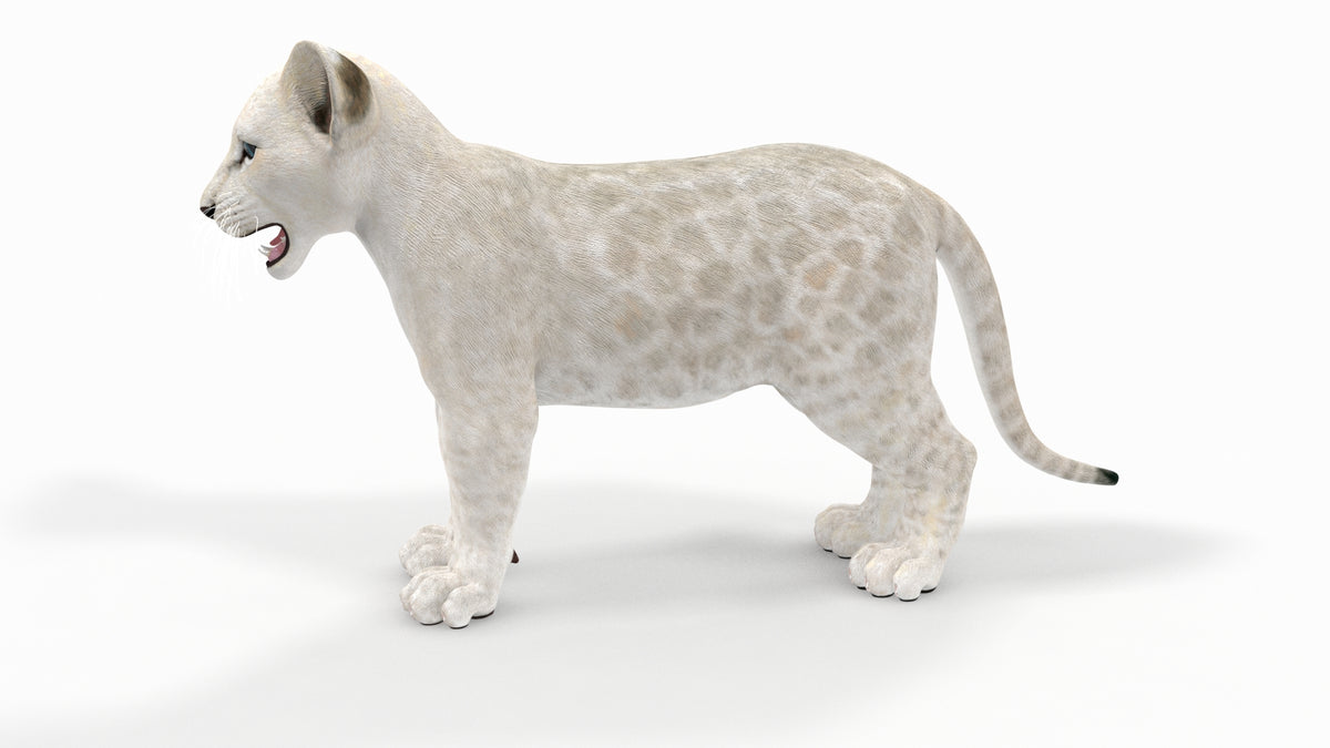 Rigged White Lion Cub 3D Model - Game-Ready - 360 Degree View