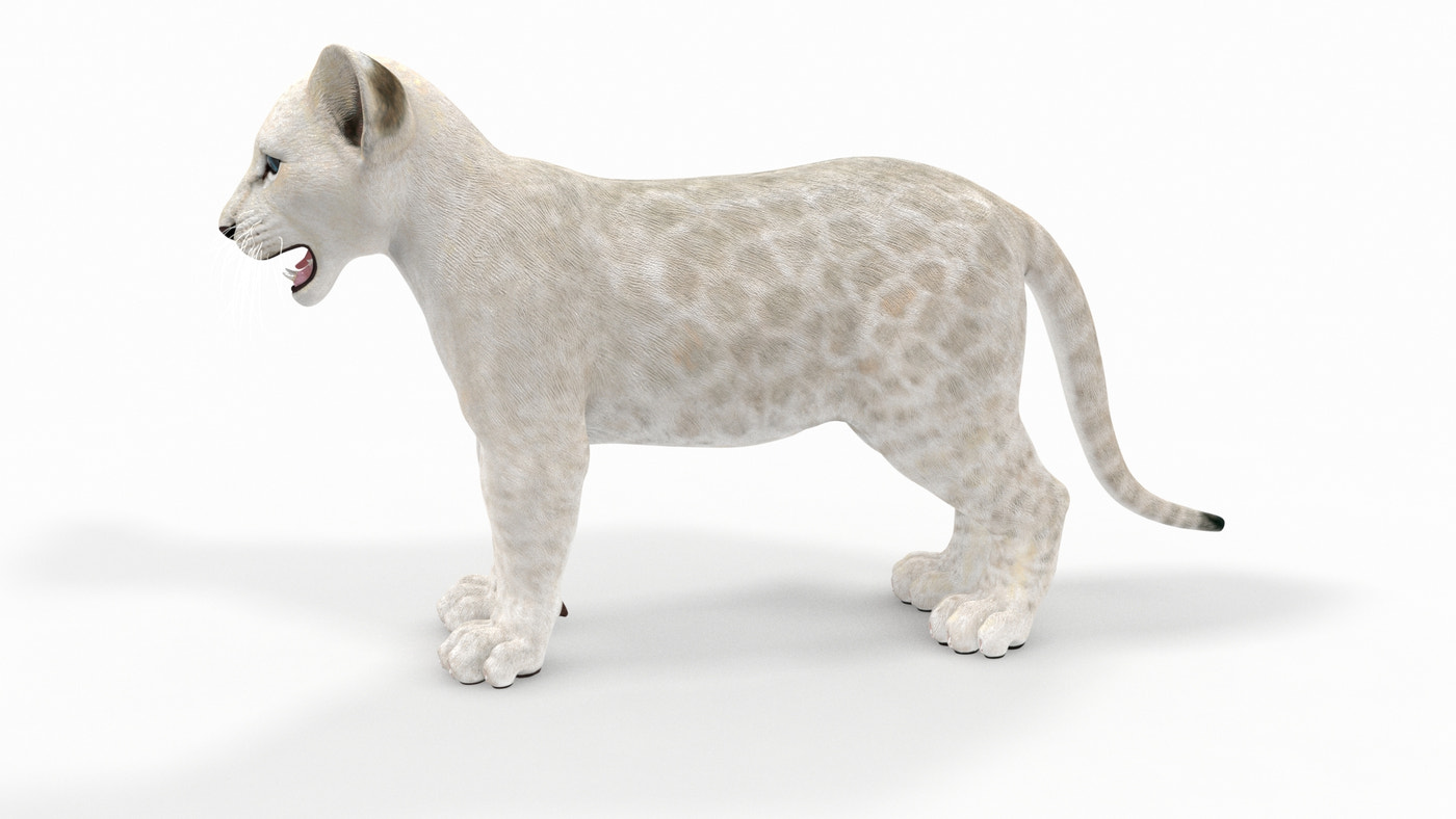Animated White Lion Cub 3D Model - 360 Degree View
