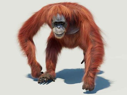 Creature rigging and animation
