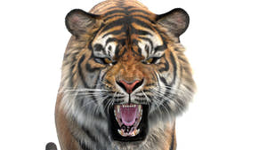 Roaring tiger 3D model head close-up, groomed fur and whiskers Thumbnail
