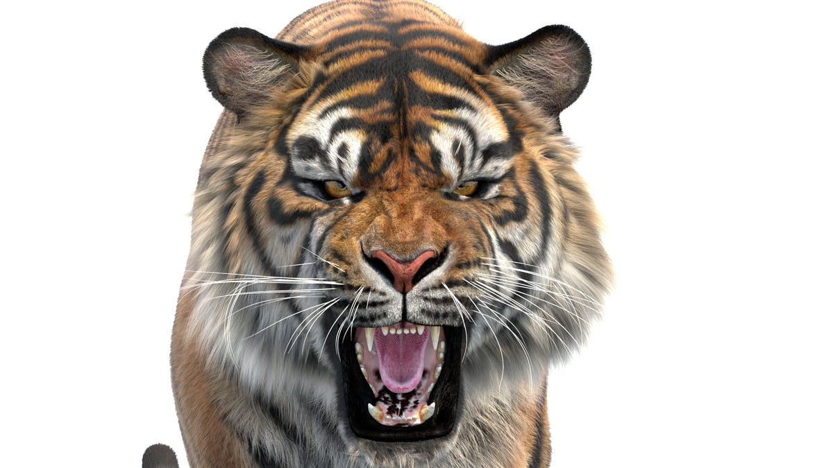 Roaring tiger 3D model head close-up, groomed fur and whiskers