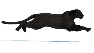 Black panther 3D model running, side view—realistic fur, VFX/game-ready Thumbnail