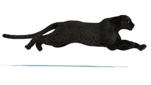 Black panther 3D model running, side view—realistic fur, VFX/game-ready Thumbnail
